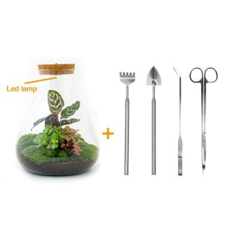 DIY Plant Terrarium with Light - Sam Calathea - Ø 24.5 cm ↑ 30 cm - Rake + Shovel + Tweezer + Scissors