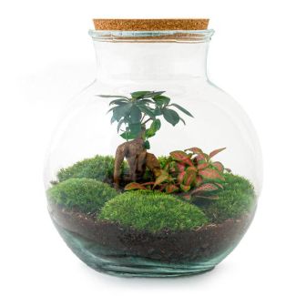 Glass Planter! - Teddy Bonsai - ↕ 26.5 cm - DIY