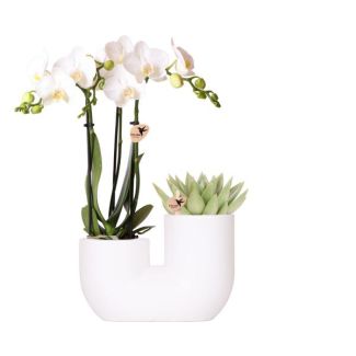 Butterfly Orchid Amabilis + Succulent in Tube Decorative Pot White