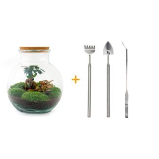 Glass Planter! - Teddy Bonsai - ↕ 26.5 cm - DIY - with rake, scoop, tweezers