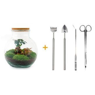Glass Planter! - Teddy Bonsai - ↕ 26.5 cm - DIY - with rake, scoop, tweezers, and scissors