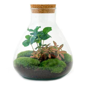 Gift Tip: DIY Plant Terrarium - Sammie Coffea - coffee plant - ↕ 27 cm - DIY