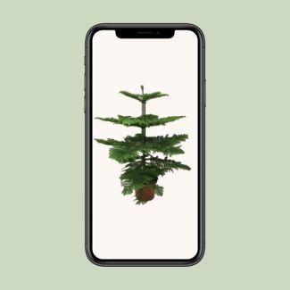 Indoor pine