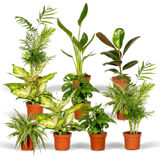 Surprise Box with 10 Houseplants – A Green Gift Full of Surprises