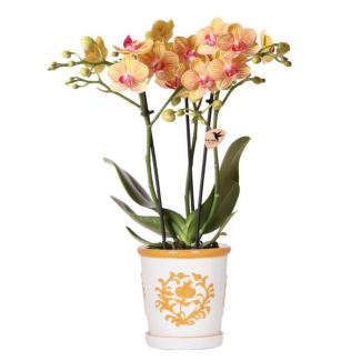 Butterfly Orchid Jamaica in Orange Malaga Decorative Pot