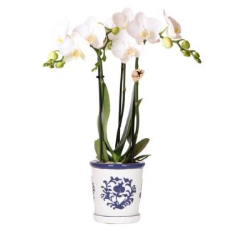 Butterfly Orchid Amabilis in Malaga decorative pot Blue