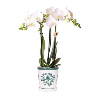 Butterfly Orchid Amabilis in Malaga Green Decorative Pot