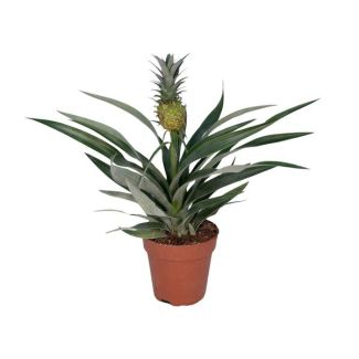 Pineapple plant