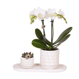 Tip! Gift set, Plant set Slow Living small, White Orchid Lausanne Ø9cm, Green Succulent Ø6cm, Ceramic Decorative Pots, Oval White Tray