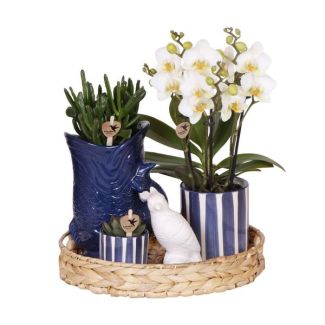 Butterfly Orchid Lauanne + Succulents in Fish/Striped Blue Decorative Pot