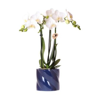 Butterfly Orchid Amabilis in Candy Decorative Pot Blue