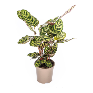 Goeppertia makoyana / Calathea Makoyana - Good air-purifying houseplant approx. 45 cm tall