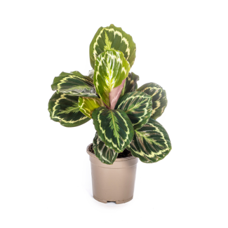 Peacock Plant Medallion - For rooms with partial shade - Calathea Medallion 45 cm tall