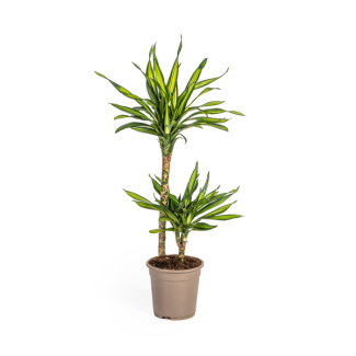 The Dracaena, Green Leaf with White Edges. Tropical Appearance, Green Houseplant, Dracaena Deremensis Rikki Ø19cm - ↕80cm