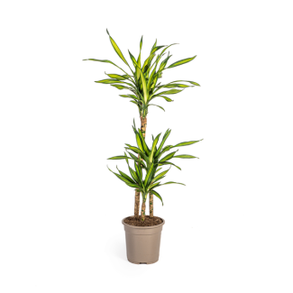 Dracaena Plant Rikki, Green Leaf with White Edges. Tropical Appearance, Green Houseplant, Dracaena Deremensis Rikki Ø21cm - ↕100cm