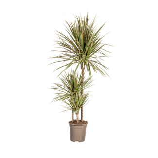 Dragon Tree, Green Leaves with Cream/Pale Pink Stripes at the Edges. Tropical Appearance, Green Houseplant, Dracaena Marginata Bicolor Ø21cm - ↕120cm