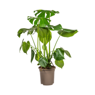 The Monstera Tauerii, Heart-Shaped Leaves, Swiss Cheese Plant, Green Houseplant, Monstera Deliciosa Tauerii Ø21cm - ↕80cm