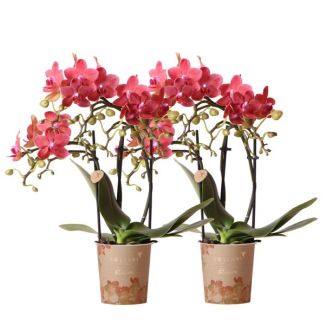 2 Butterfly Orchids Congo