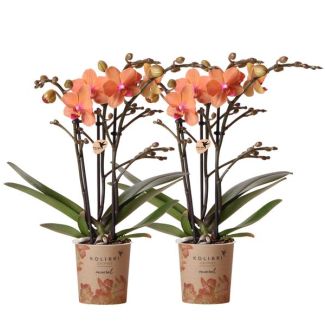 2 Pieces Butterfly Orchids Bolzano