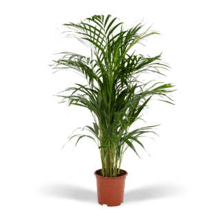 Butterfly Palm / Golden Palm houseplant, Areca palm - Ø19cm - ↕70cm