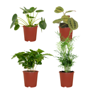 4 Pieces Pet-Friendly Plants