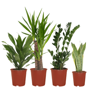 Low-Maintenance Plant Box – 4 Strong Houseplants (Sansevieria, Yucca, Zamioculcas & Dracaena)