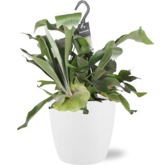 Staghorn fern