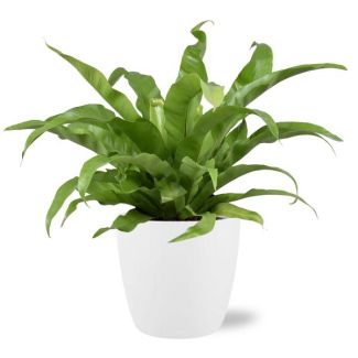 Nest fern in white pot Brussels