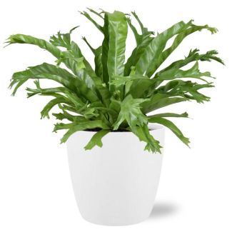 Bird's nest fern in white pot