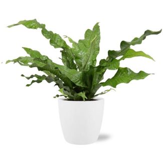 Kangaroo fern