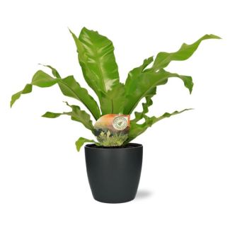 Bird's nest fern with anthracite Brussels pot