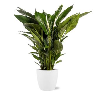 The Spoon Plant or The Peace Lily, Known for its White Flowers, Spathiphyllum Sweet Sebastiano - Ø24cm - ↕110cm + White Pot Brussels D25x23cm
