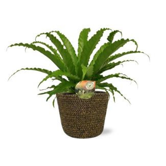 Asplenium fern