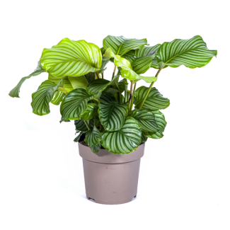 Velvet Plant, Silver Green Round Leaf, Tropical Houseplant, Calathea Orbifolia Ø27cm - ↕80cm