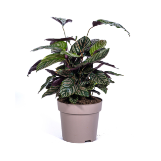 Velvet plant, Tropical Houseplant, Calathea Ornata Sanderiana Ø27cm - ↕70cm