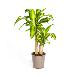 Gold Palm, Dragon Blood Tree, Tropical, Green Houseplant, Green Leaf with Yellow-Green Edge, Dracaena Fragrans Massangeana Karussell Ø19cm - ↕80cm