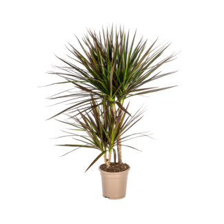 Dragon Tree, Dragon Blood Tree, Long Narrow Leaves with Red Edge, Houseplant, Dracaena Marginata Magenta Ø17cm - ↕60cm