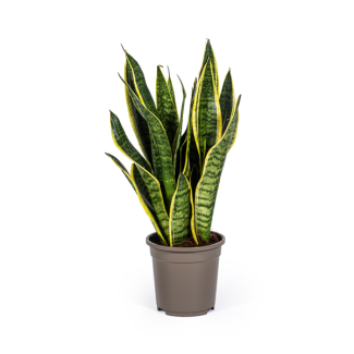 Mother-in-law's tongue, Snake plant, Sword-shaped dark green leaf snake plant, Sansevieria Trifasciata Futura Superba Ø17cm - ↕50-55cm