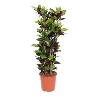 Wonder shrub / Codiaeum Iceton - 140cm - Colorful, Air-Purifying Houseplant ⌀ 27 cm