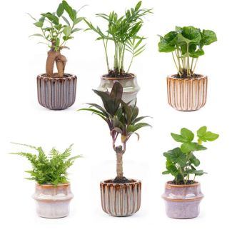 Set of 6 Mini Plants Including Pot Set Barcelona Ø7cm - ↕15cm High