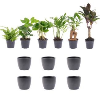 Set of 6 Mini Plants Including Pot Set Ball Anthracite Ø7cm - ↕15cm High