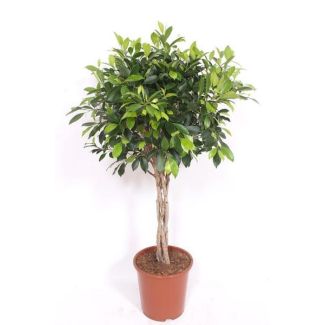 Fiddle Leaf Fig with Braided Trunk (Ficus Nitida) - approx. 100 cm tall ⌀27 cm