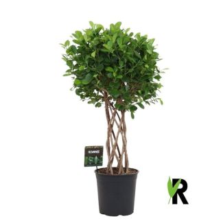 Ficus Moclame - Houseplant with striking braided cylinder trunk - 120 cm