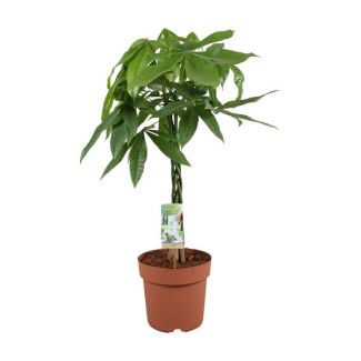 Money Tree