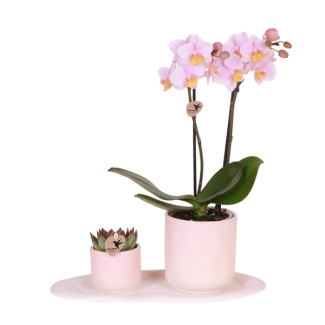 Plant set Butterfly Orchid Vienna + Succulent