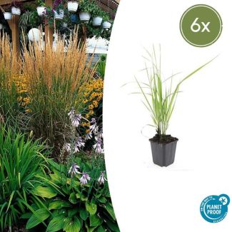 Feather Reed Grass - 6 pieces - hardy ornamental grass for your garden ↕10-25cm | Calamagrostis acutiflora 'Karl Foerster'