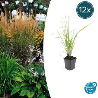 12x Feather Reed Grass 'Karl Foerster' | Calamagrostis acutiflora ↕10-25cm