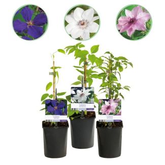 3 Pieces Clematis Pink - White - Purple