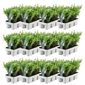 12 x 6 pack Ilex crenata Jenny - Ø7 cm - ↕15 cm