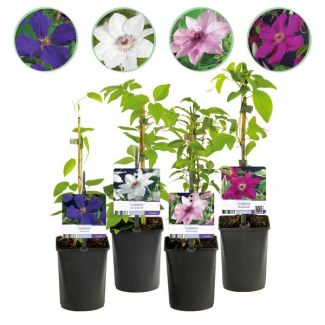 4 Pieces Clematis Pink - White - Purple - Red